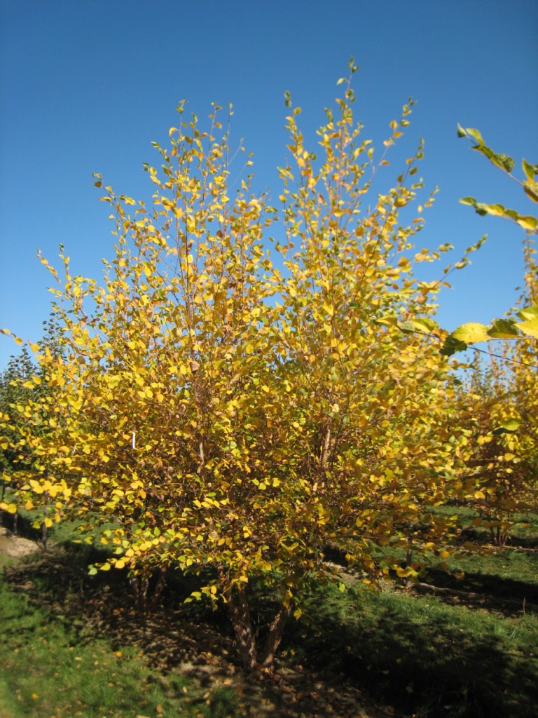 River Birch Clump